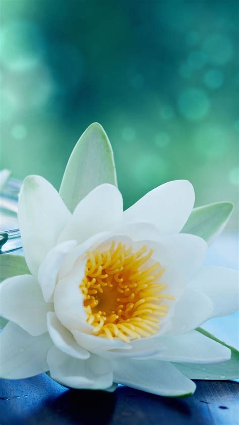 White Lotus Flower Wallpaper | WhatsPaper