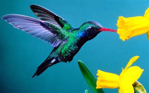 Free Hummingbird Wallpapers - Wallpaper Cave