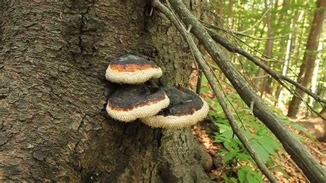 Parasitic Fungi Stock Footage Video 1123102 | Shutterstock