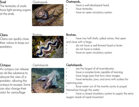 11.8: Mollusks - Biology LibreTexts