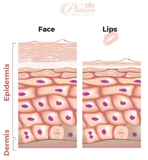 Internal Lip Anatomy