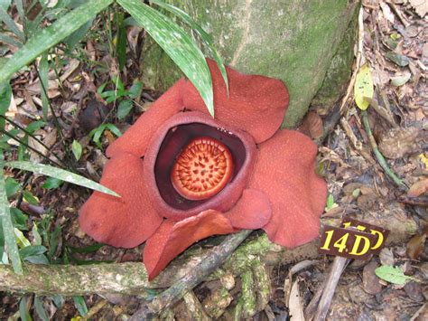 Rafflesia Flower Hike – Khao Sok National Park, Thailand | Teknomadics // hippies on http ...