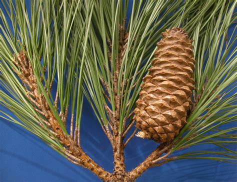 Pinus taeda (Pinaceae) image 531 at PhytoImages.siu.edu