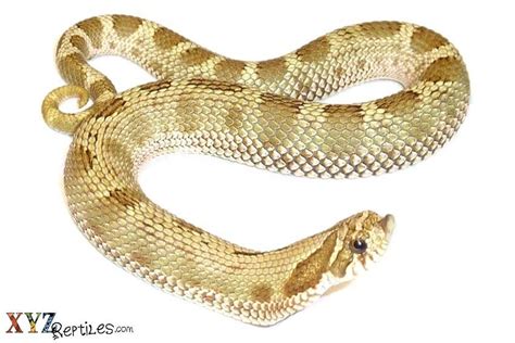 The Anaconda Hognose Snake For Sale And Other Morphs - XYZReptiles