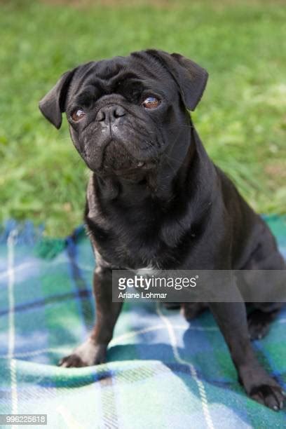 163 Pug Blanket Stock Photos, High-Res Pictures, and Images - Getty Images