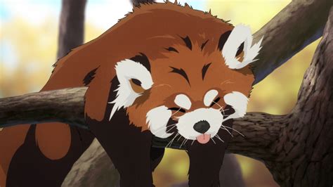 Anime Red Panda Gets a Blup : r/redpandas