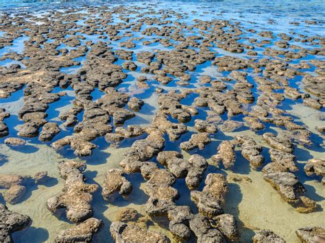 Shark Bay Marine Park | Australia's Coral Coast