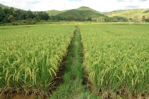 Rice Cultivation - A Way of Life for the People of North Eastern Hill Region of India | IntechOpen