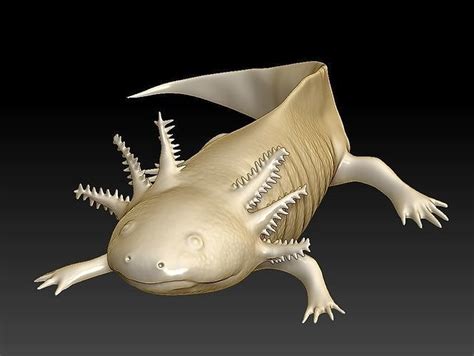 Axolotl 3D model 3D printable | CGTrader