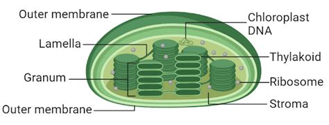 Understanding the Structure and Function of Plastids