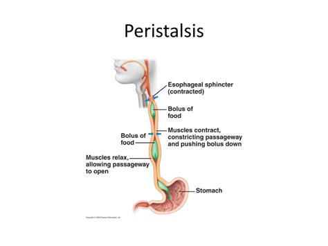 PPT - NUTRITION AND DIGESTION PowerPoint Presentation, free download ...