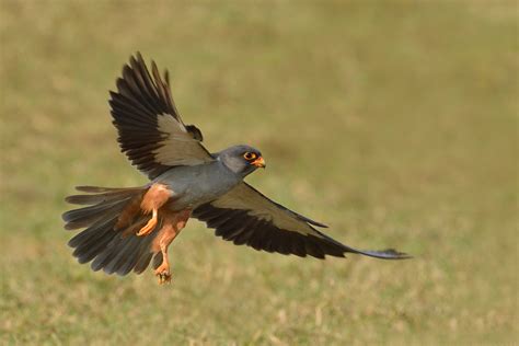 Amur Falcon, Malampuzha, Kerala | Conservation India