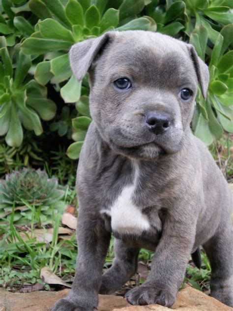 Cutest little blue staffy from Happy Staffy. | Staffy Love | Pinterest ...