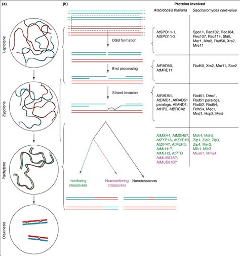 Prophase I of meiosis. (a) The cytological progression of prophase I of ...