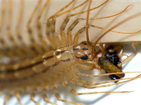 Types of Centipedes in Texas - The Bug Master Pest Control