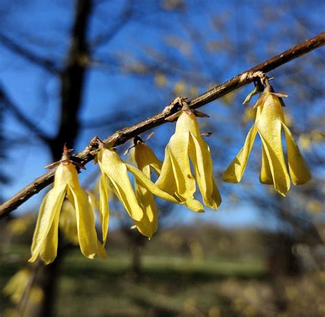 Forsythia suspensa - Trees and Shrubs Online