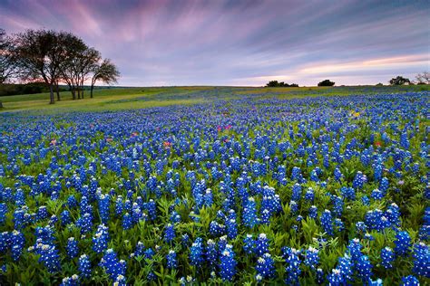 Field of Bluebonnet - Welcome to Texas | I finally got a web… | Flickr