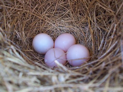 Sialis picture of the week - Pink bluebird eggs