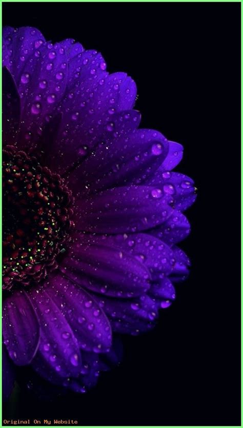 Iphone Wallpaper Aesthetic - Purple Gerbera - # ...