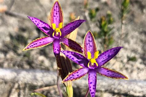 Fitzgerald River National Park an Amazing Wildflower Wonder