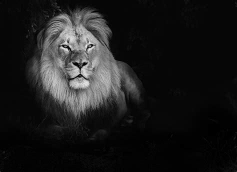 Lion wallpaper HD ·① Download free amazing HD wallpapers for desktop computers and smartphones ...