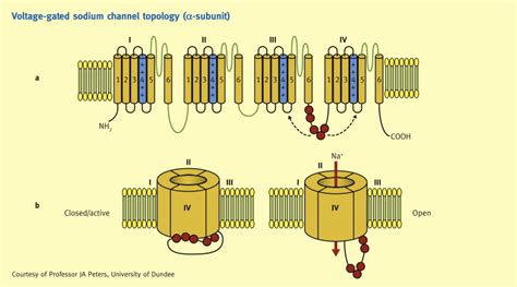 Ion channels, receptors, agonists and antagonists - Anaesthesia & Intensive Care Medicine