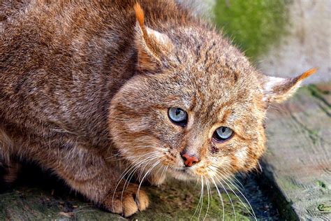 The Cutest Baby Cats Around the World