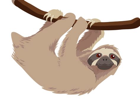 Hoffmann's two-toed sloth T-shirt Baby Sloths Three-toed sloth - sloth ...