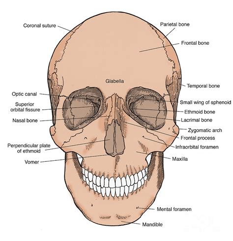 Illustration Of Anterior Skull #6 Photograph by Science Source - Pixels