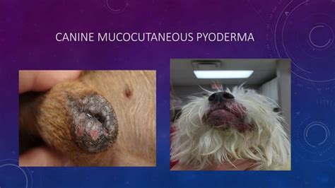 Diagnosis and Treatment of Canine Pyoderma