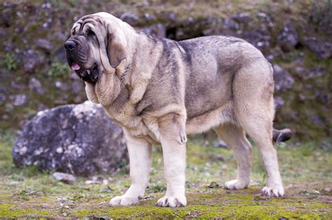 Spanish Mastiff Lifespan: How Long Do Spanish Mastiffs Live?