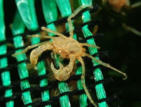 Thai Micro Crab: New Breeding Progress - AMAZONAS Magazine