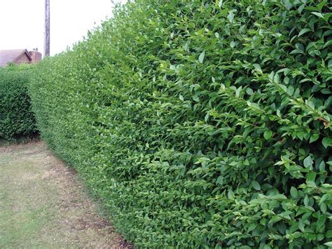 40 Green Privet Plants 3-4ft Tall, Evergreen Hedging, Grow a Quick, Dense Hedge | eBay