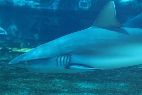 Close View Of Shark In Aquarium Free Stock Photo - Public Domain Pictures