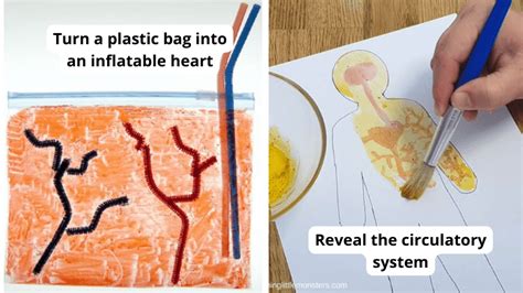 Human Circulatory System For Kids