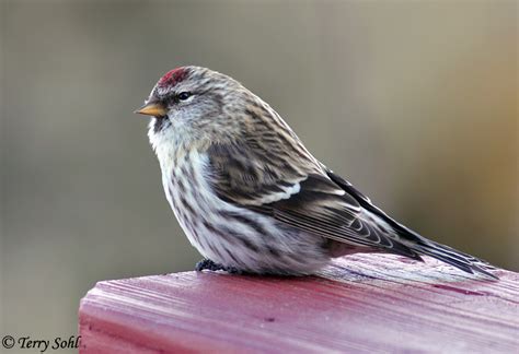 Common Redpoll - South Dakota Birds and Birding