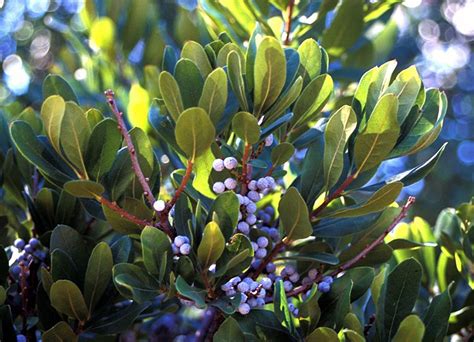 Best Trees and Shrubs for Birds in the Winter | Patuxent Nursery