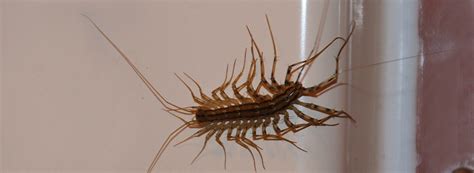 The House Centipede: Facts, Bite, Behavior | Western Exterminator