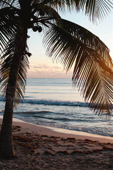 Tropical Coconut Tree on Beach Resort During Sunset · Free Stock Photo