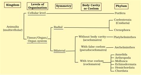 Features of the Animal Kingdom · Concepts of Biology , study Material ...