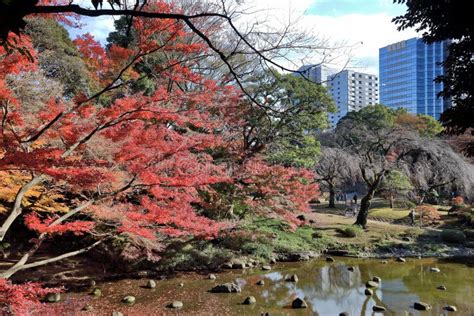 Koishikawa Korakuen Garden stock image. Image of maple - 144425975