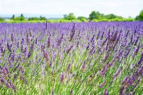 Lavender Scented Aroma Beads - Scented Clicks