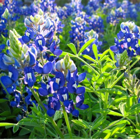 Where to See Hill Country Wildflowers – The Texas Wildflower