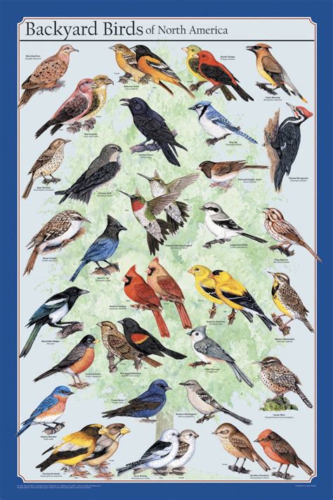 Backyard Birds of North America Poster | Colorful birds, Birds, Bird poster