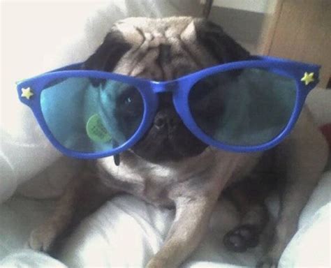 Pug wearing sunglasses! Cute Pug Pictures, Pug Photos, Pug Puppies For ...