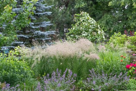 Catmint + Native Grass, Good Companion Plants for Catmint, Girl Who ...