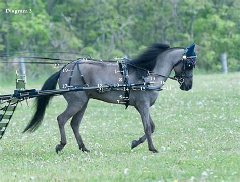 The Miniature Horse Harness | Horse harness, Horses, Miniature horse