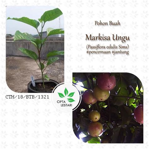 Jual Bibit Pohon Buah Markisa Ungu Merah Hitam Bibit Markisa Pohon Markisa Tanaman Edulis Sims ...