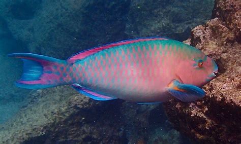 Reef Fish Online Identification Guide | Snorkeling Report