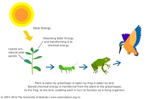 A food (energy) chain — Science Learning Hub